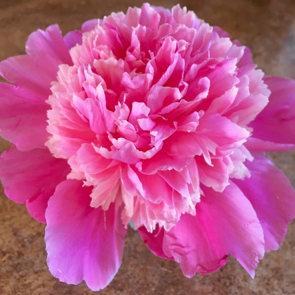 Meet your Posher, Erin - Picture 1 of 1